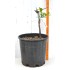 Jujube Tree (Ziziphus jujuba) - Ta-Jan (POTTED, 2023 Graft) - SMALL