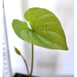 Chinese Mountain Yam or Japanese Nagaimo (Dioscorea polystachya) in 50 mm Squat Tube