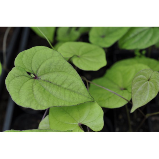 Chinese Mountain Yam or Japanese Nagaimo (Dioscorea polystachya) as Propagation Material