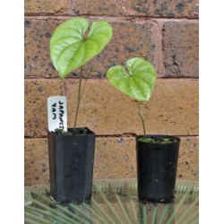 Chinese Mountain Yam or Japanese Nagaimo (Dioscorea polystachya) in 50 mm Squat Tube