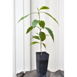 Arabica coffee seedling (Coffea arabica) in 50 mm Tube