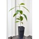 Arabica coffee seedling (Coffea arabica) in 50 mm Tube