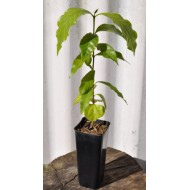 Arabica coffee seedling (Coffea arabica) in 50 mm Tube