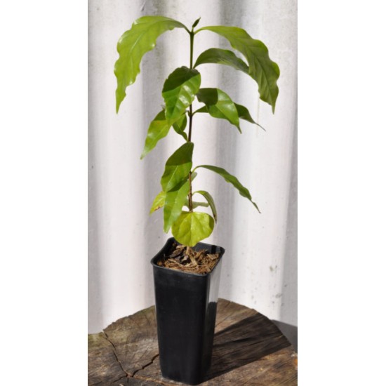 Arabica coffee seedling (Coffea arabica) in 50 mm Tube