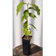 Arabica coffee seedling (Coffea arabica) in 50 mm Tube