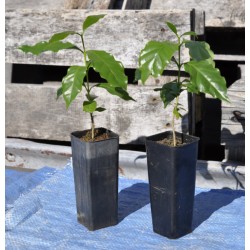 Arabica coffee seedling (Coffea arabica) in 50 mm Tube