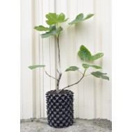Common Fig ‘White Adriatic’ (Ficus carica ‘White Adriatic’) With or Without 3 L Air-Pot