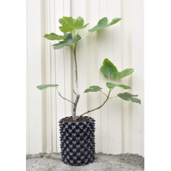 Common Fig ‘White Adriatic’ (Ficus carica ‘White Adriatic’) With or Without 3 L Air-Pot