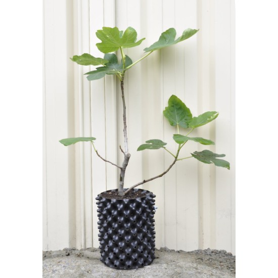 Common Fig ‘White Adriatic’ (Ficus carica ‘White Adriatic’) With or Without 3 L Air-Pot