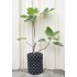 Common Fig ‘White Adriatic’ (Ficus carica ‘White Adriatic’) With or Without 3 L Air-Pot