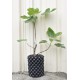 Common Fig ‘White Adriatic’ (Ficus carica ‘White Adriatic’) With or Without 3 L Air-Pot