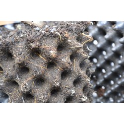 Common Fig ‘White Adriatic’ (Ficus carica ‘White Adriatic’) With or Without 3 L Air-Pot