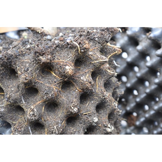 Common Fig ‘White Adriatic’ (Ficus carica ‘White Adriatic’) With or Without 3 L Air-Pot