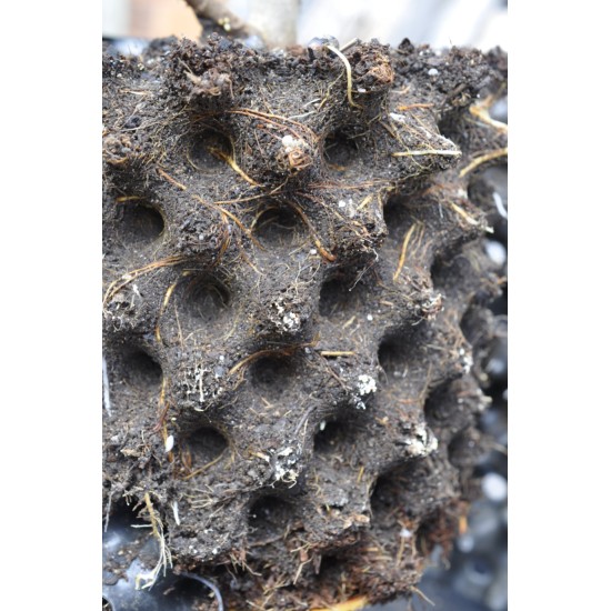 Common Fig ‘White Adriatic’ (Ficus carica ‘White Adriatic’) With or Without 3 L Air-Pot