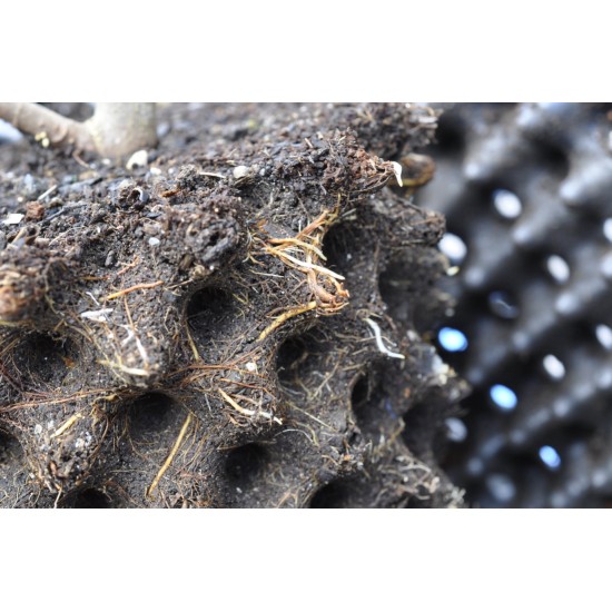 Common Fig ‘White Adriatic’ (Ficus carica ‘White Adriatic’) With or Without 3 L Air-Pot