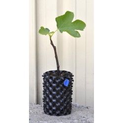 Common Fig ‘White Genoa’ (Ficus carica ‘White Genoa’) as Propagation Material