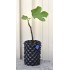 Common Fig ‘White Genoa’ (Ficus carica ‘White Genoa’) as Propagation Material