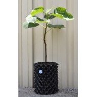 Common Fig ‘White Genoa’ (Ficus carica ‘White Genoa’) With or Without 3 L Air-Pot