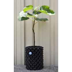 Common Fig ‘White Genoa’ (Ficus carica ‘White Genoa’) With or Without 3 L Air-Pot