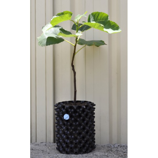Common Fig ‘White Genoa’ (Ficus carica ‘White Genoa’) With or Without 3 L Air-Pot