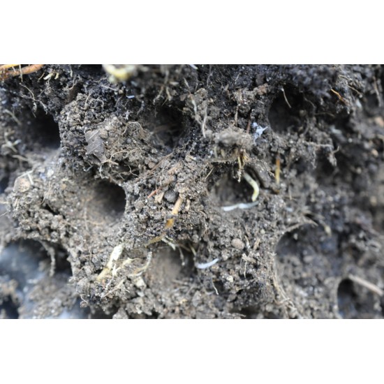 Common Fig ‘White Genoa’ (Ficus carica ‘White Genoa’) With or Without 3 L Air-Pot