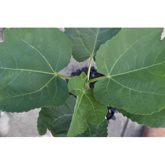 Common Fig ‘White Genoa’ (Ficus carica ‘White Genoa’) With or Without 3 L Air-Pot