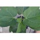 Common Fig ‘White Genoa’ (Ficus carica ‘White Genoa’) With or Without 3 L Air-Pot