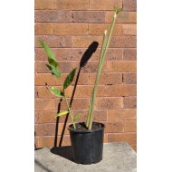 Culinary Red Galangal (Alpinia galanga) in 190 mm Pot