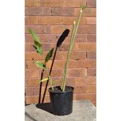 Culinary Red Galangal (Alpinia galanga) in 190 mm Pot