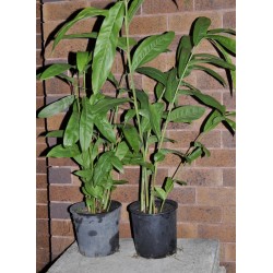 Culinary Red Galangal (Alpinia galanga) in 200 mm Pot