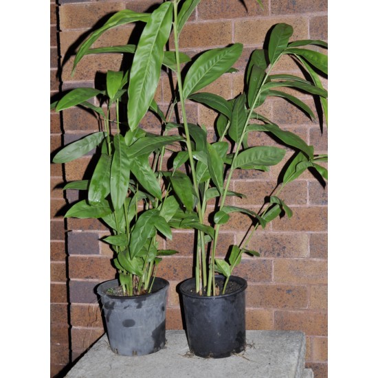 Culinary Red Galangal (Alpinia galanga) in 200 mm Pot Culinary Red Galangal (Alpinia galanga) in 200 mm Pot