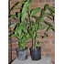 Culinary Red Galangal (Alpinia galanga) in 200 mm Pot