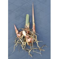 Culinary Galangal (Alpinia galangal) Rhizome Clump