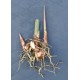Culinary Galangal (Alpinia galangal) Rhizome Clump Culinary Galangal (Alpinia galangal) Rhizome Clump