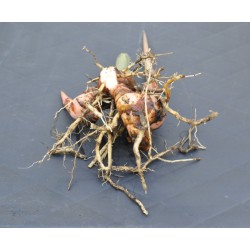 Culinary Galangal (Alpinia galangal) Rhizome Clump