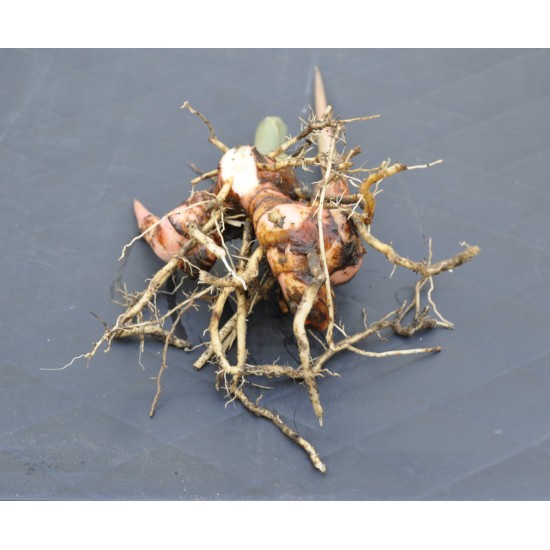 Culinary Galangal (Alpinia galangal) Rhizome Clump Culinary Galangal (Alpinia galangal) Rhizome Clump