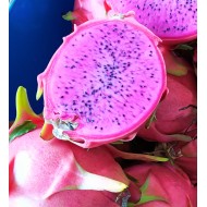 Dragon Fruit 'Dark Star' (Selenicereus guatemalensis × Selenicereus undatus) Rooted Cutting