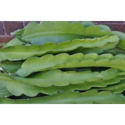 Dragon Fruit 'Dark Star' (Selenicereus guatemalensis × Selenicereus undatus) as Propagation Material