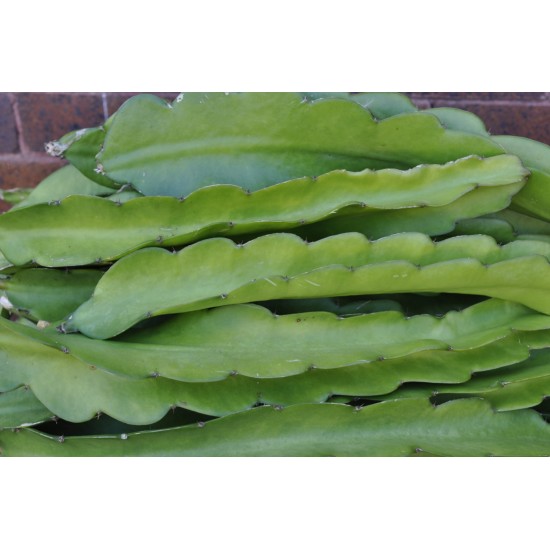 Dragon Fruit Cross-Pollination Pair: 'Purple Haze' and 'Dark Star' as Propagation Material