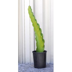 Dragon Fruit 'Dark Star' (Selenicereus guatemalensis × Selenicereus undatus) Rooted Cutting