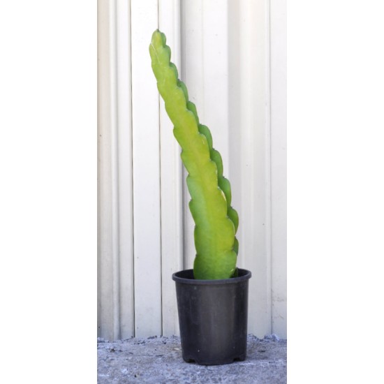 Dragon Fruit 'Dark Star' (Selenicereus guatemalensis × Selenicereus undatus) Rooted Cutting