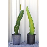 Dragon Fruit Cross-Pollination Pair: 'Purple Haze' and 'Dark Star' (Both Selenicereus guatemalensis × Selenicereus undatus)