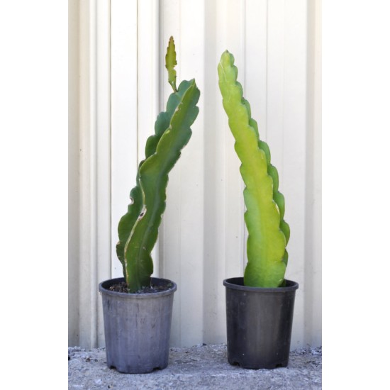 Dragon Fruit Cross-Pollination Pair: 'Purple Haze' and 'Dark Star' (Both Selenicereus guatemalensis × Selenicereus undatus)