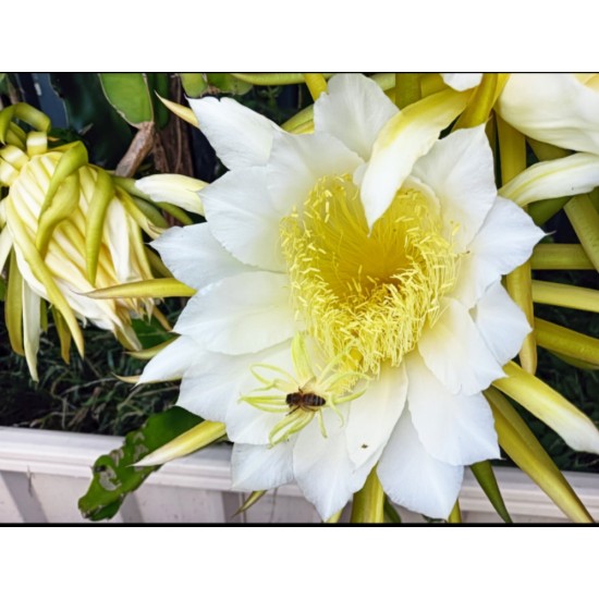 Dragon Fruit 'Purple Haze' (Selenicereus guatemalensis × Selenicereus undatus) Rooted Cutting