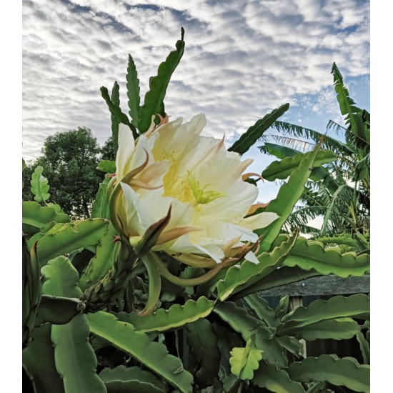 Dragon Fruit 'Purple Haze' (Selenicereus guatemalensis × Selenicereus undatus) Rooted Cutting
