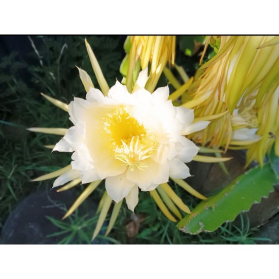 Dragon Fruit 'Purple Haze' (Selenicereus guatemalensis × Selenicereus undatus) Rooted Cutting