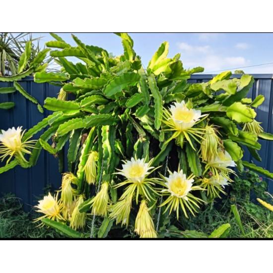 Dragon Fruit 'Purple Haze' (Selenicereus guatemalensis × Selenicereus undatus) Rooted Cutting