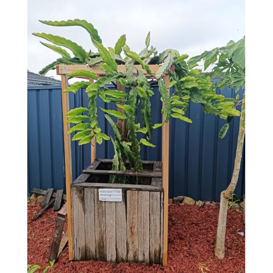 Dragon Fruit 'Purple Haze' (Selenicereus guatemalensis × Selenicereus undatus) Rooted Cutting