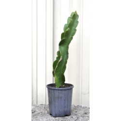 Dragon Fruit 'Purple Haze' as Propagation Material Dragon Fruit 'Purple Haze' as Propagation Material