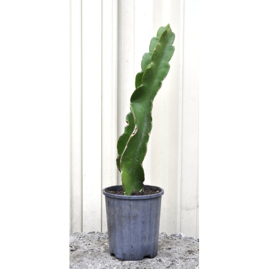 Dragon Fruit 'Purple Haze' Rooted Cutting Dragon Fruit 'Purple Haze' Rooted Cutting